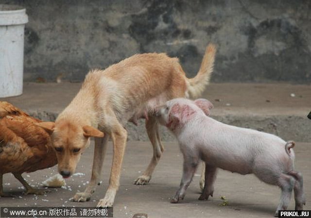piglet-and-dog-03