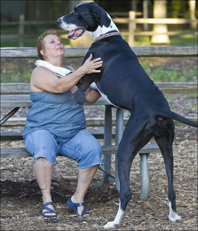 Самая высокая собака в мире - дог по кличке Нова