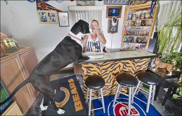 Самая высокая собака в мире - дог по кличке Нова