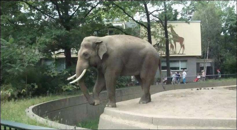 Случай в Берлинском зоопарке