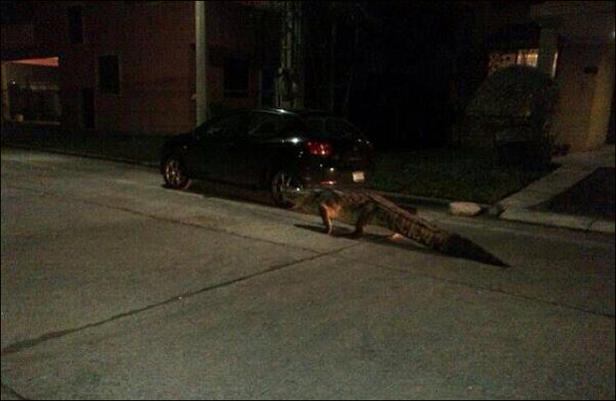 Аллигатор на улицах города