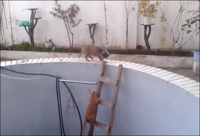 Кошка сбросила кота в бассейн