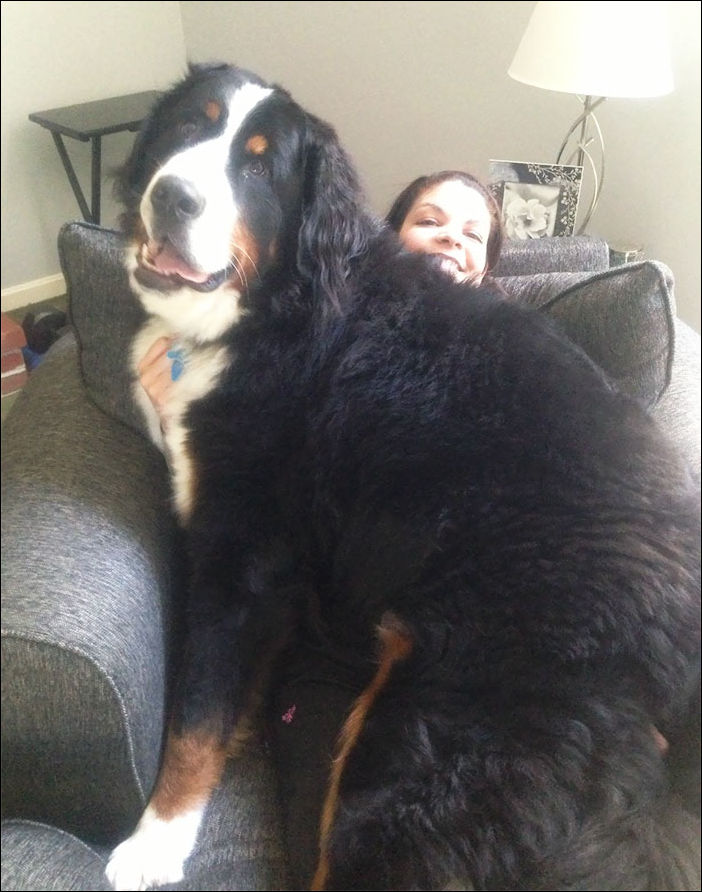 очень большие собаки