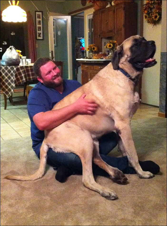 очень большие собаки