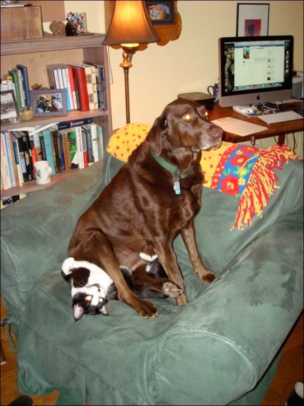 коты и собаки живущие вместе