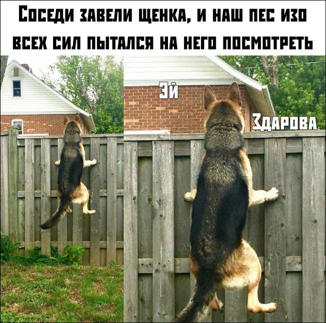 прикольные картинки прикольные картинки