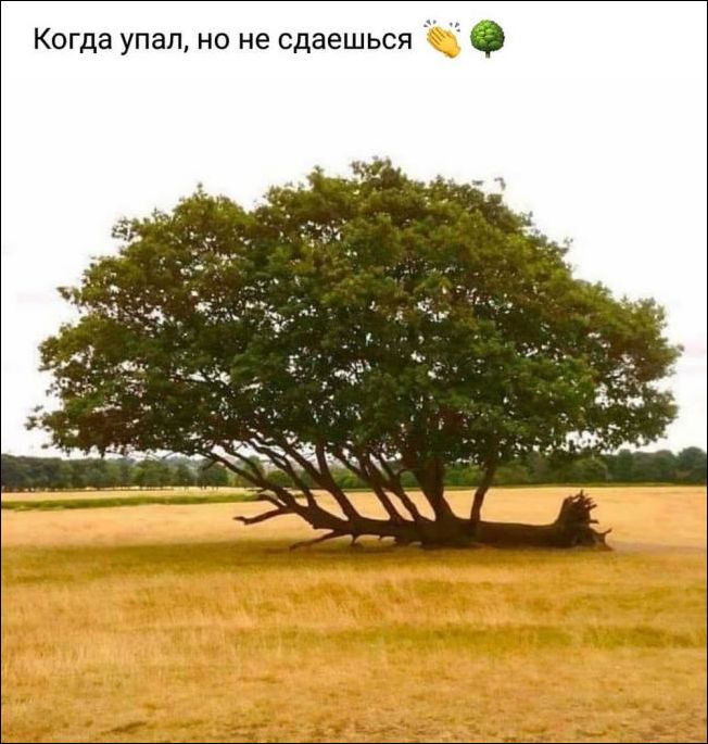 прикольные картинки прикольные картинки