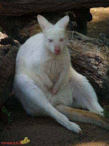albinos-13.jpg