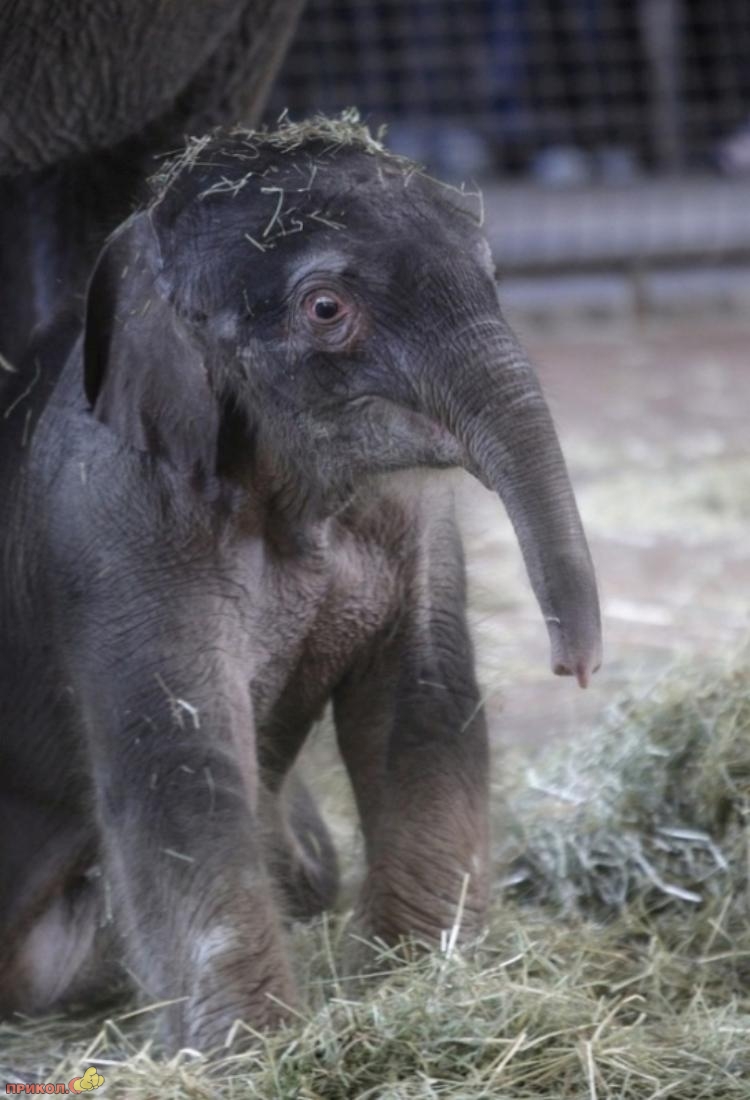 baby-elephant-13