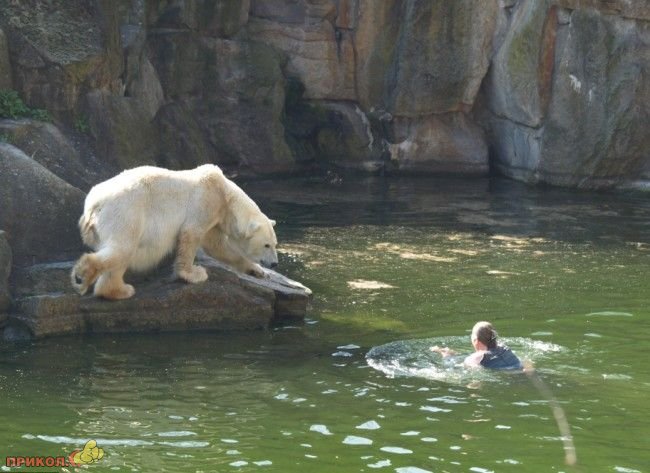 polar-bear-attacks-woman-02