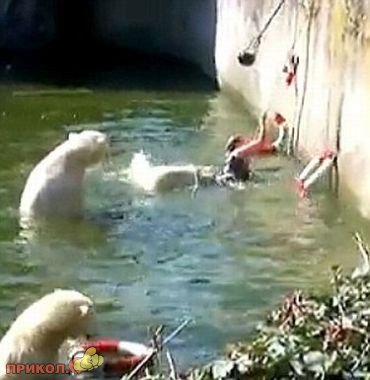 polar-bear-attacks-woman-03