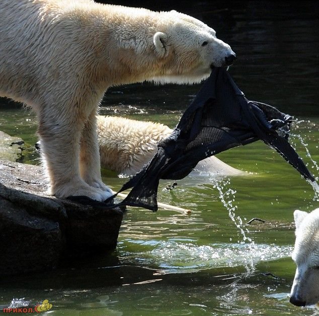 polar-bear-attacks-woman-06