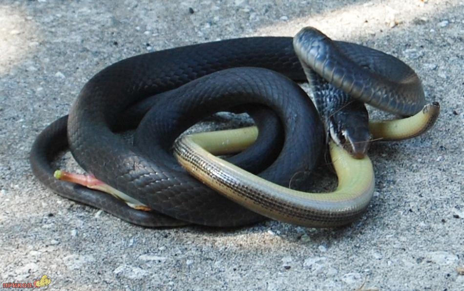 snake-eating-snake-10