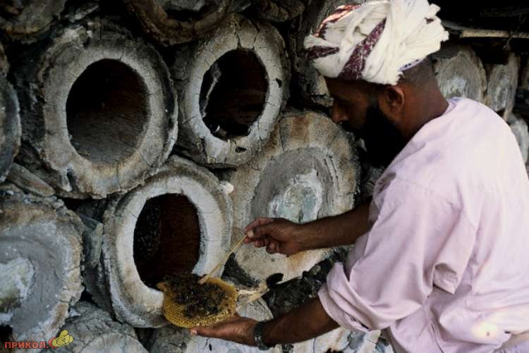 пасека paseka-01