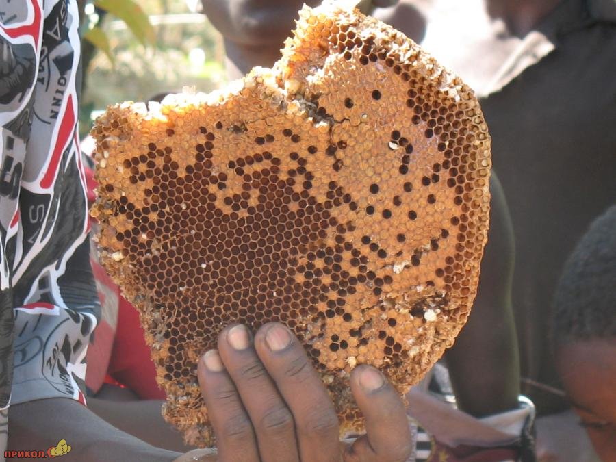 пасека paseka-07