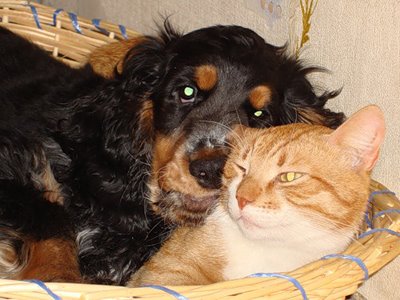 кошка и собака