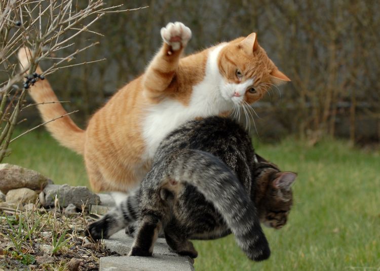 cool-cat-fight-flying-02
