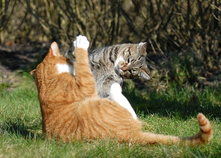 cool-cat-fight-flying-03