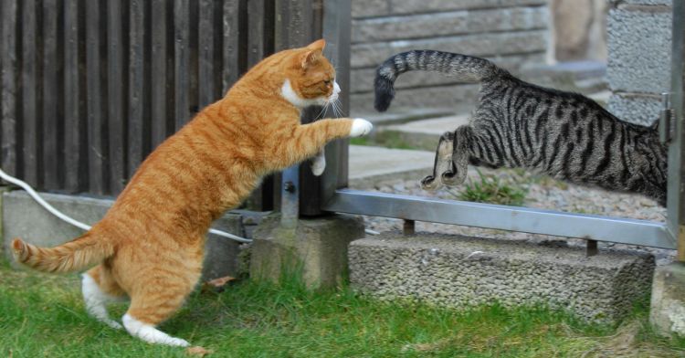 cool-cat-fight-flying-11