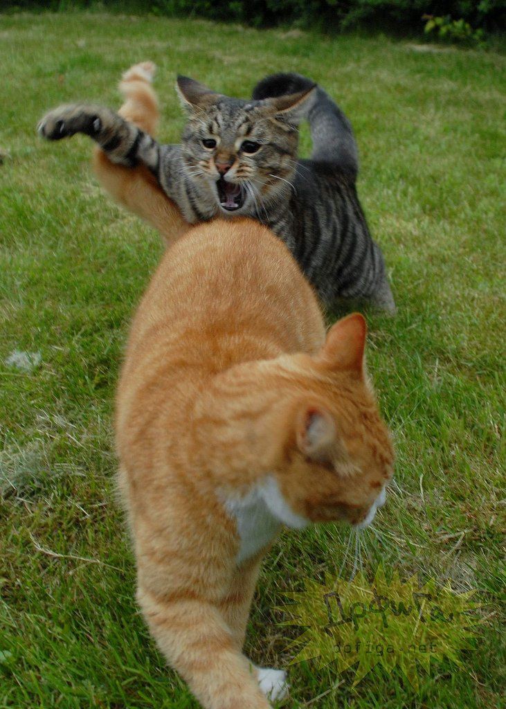 cool-cat-fight-flying-18