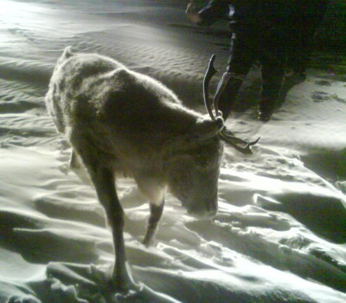 frozen-caribou-02