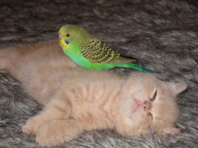 bird-and-cat-are-friends-06