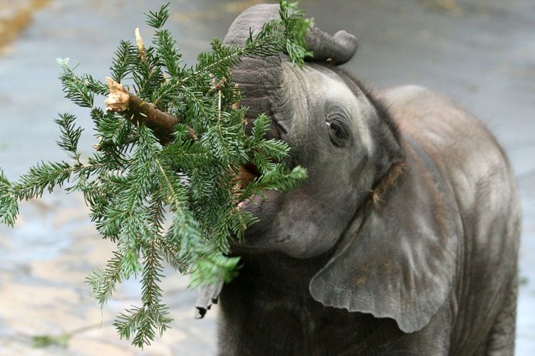 christmas-tree-for-elephants-03