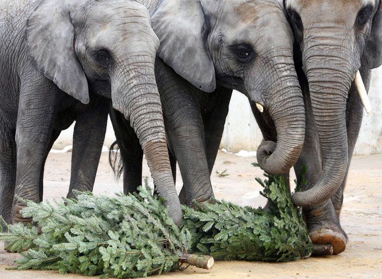 christmas-tree-for-elephants-05