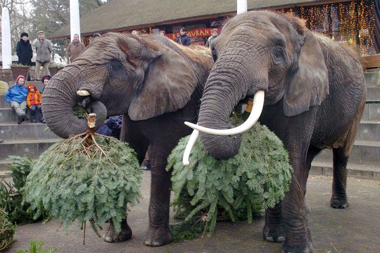christmas-tree-for-elephants-06