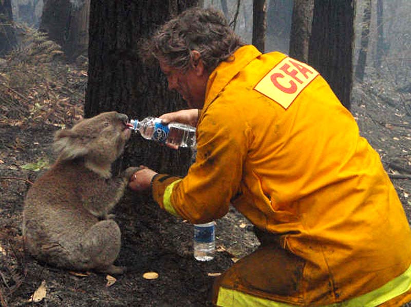 австралийский пожарный поит водой коалу
