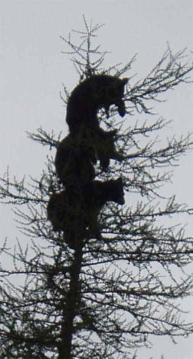 three-bears-on-a-tree-02