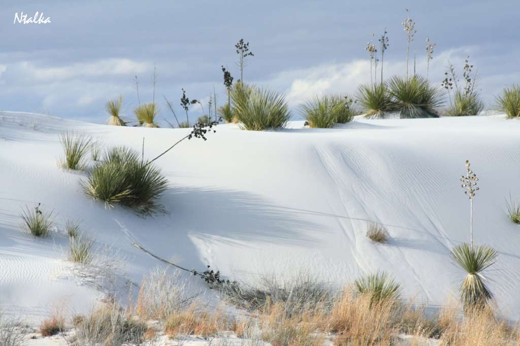 белые пески пустыни Нью Мехико white-sands-10