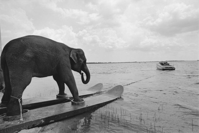 слон на водных лыжах