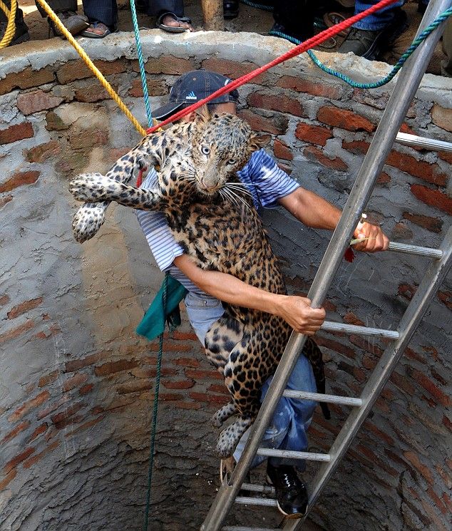 spasenie-leoparda-03