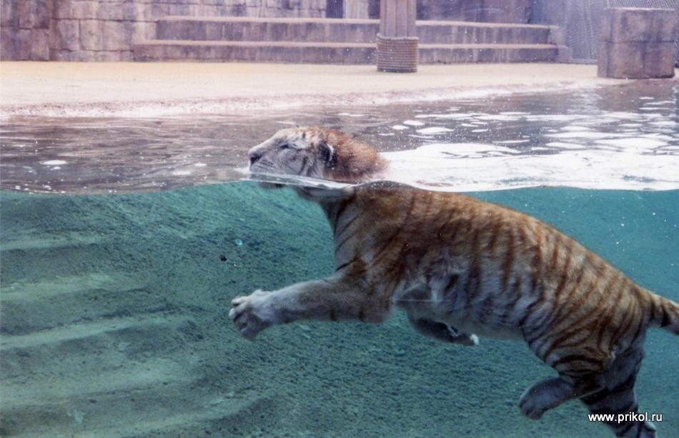 swimming-tigers-01