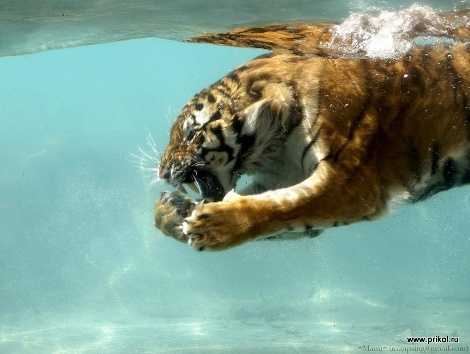 swimming-tigers-02