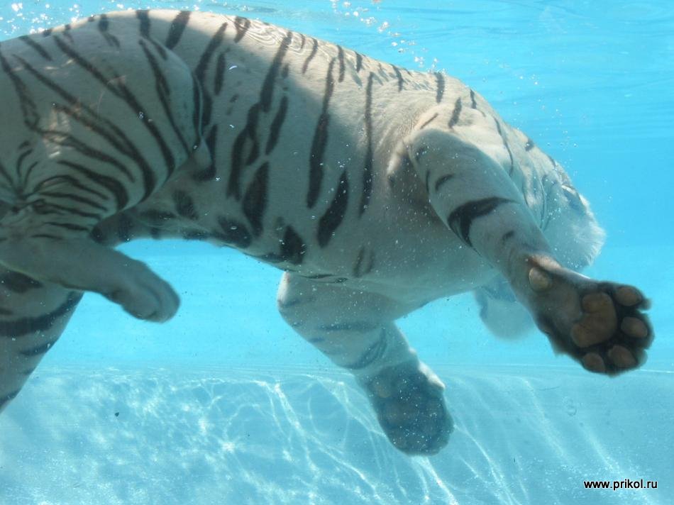 swimming-tigers-03