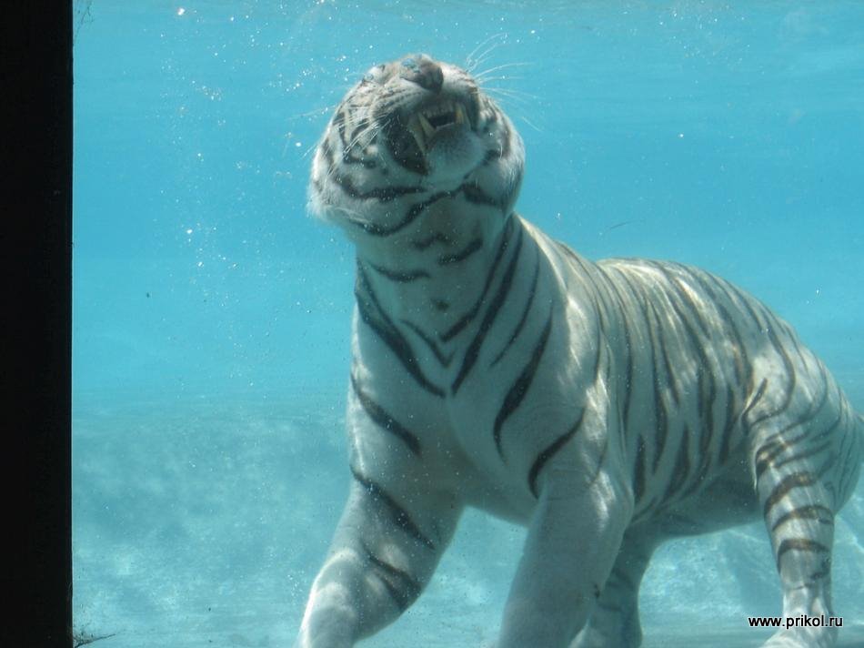 swimming-tigers-04
