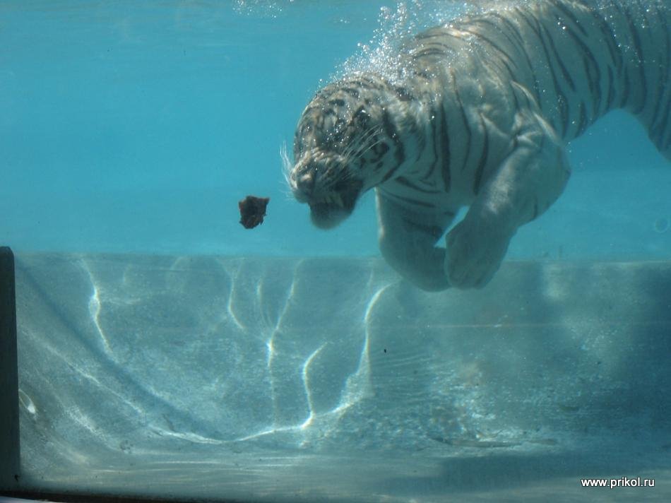 swimming-tigers-05