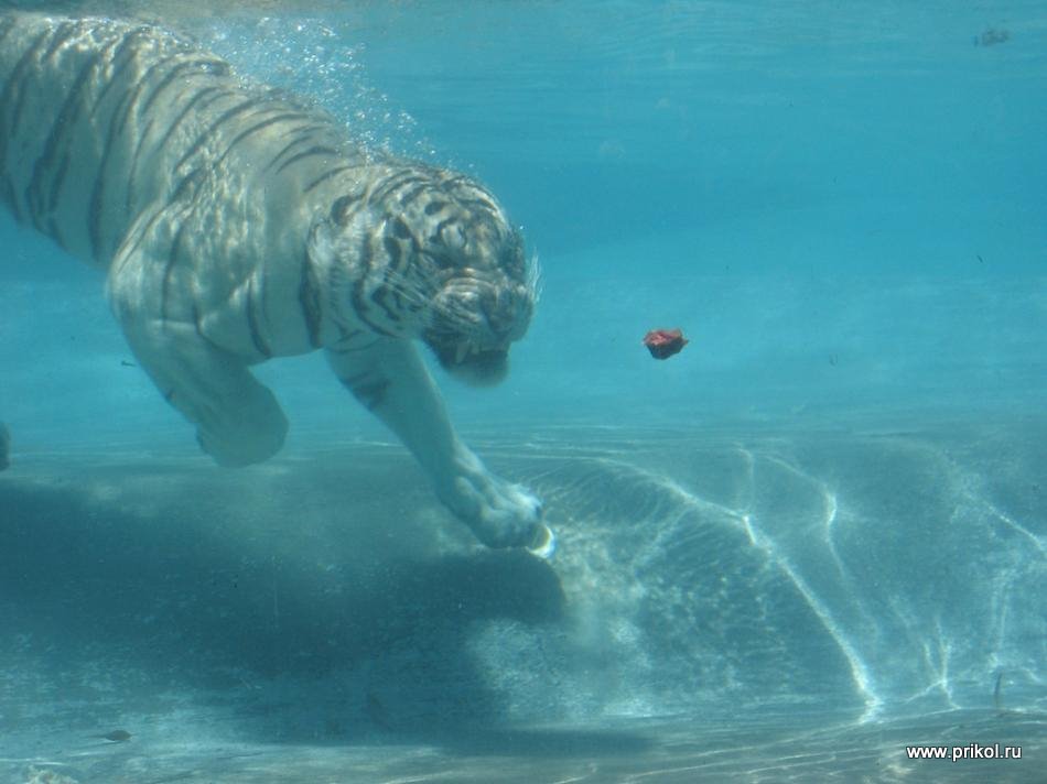 swimming-tigers-07
