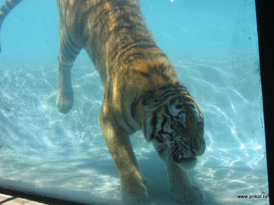 swimming-tigers-08