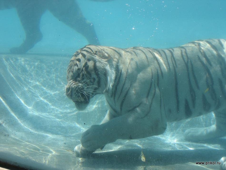 swimming-tigers-09