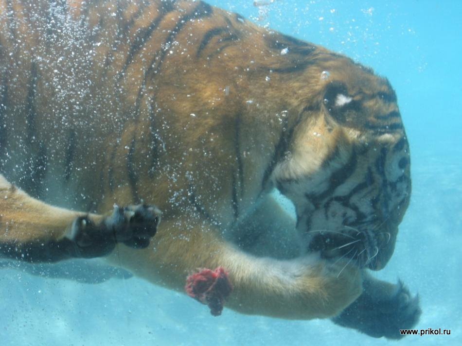 swimming-tigers-11