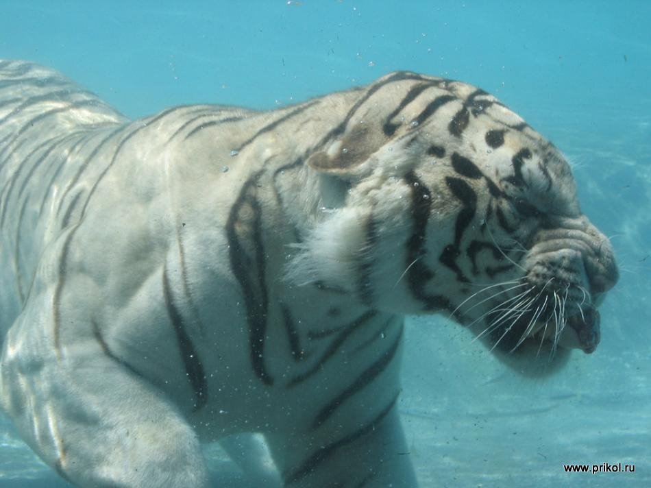 swimming-tigers-12