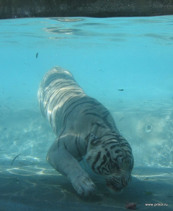 swimming-tigers-13