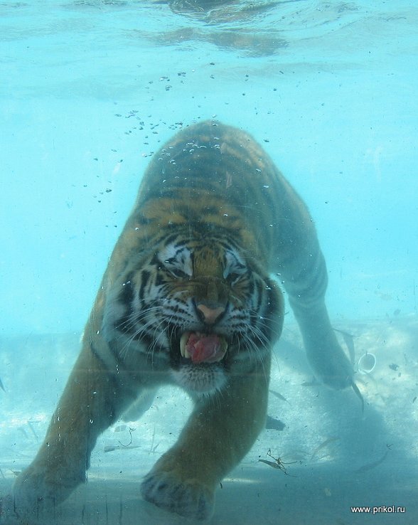 swimming-tigers-14