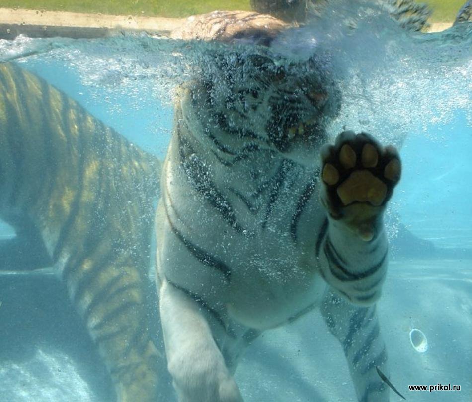 swimming-tigers-17