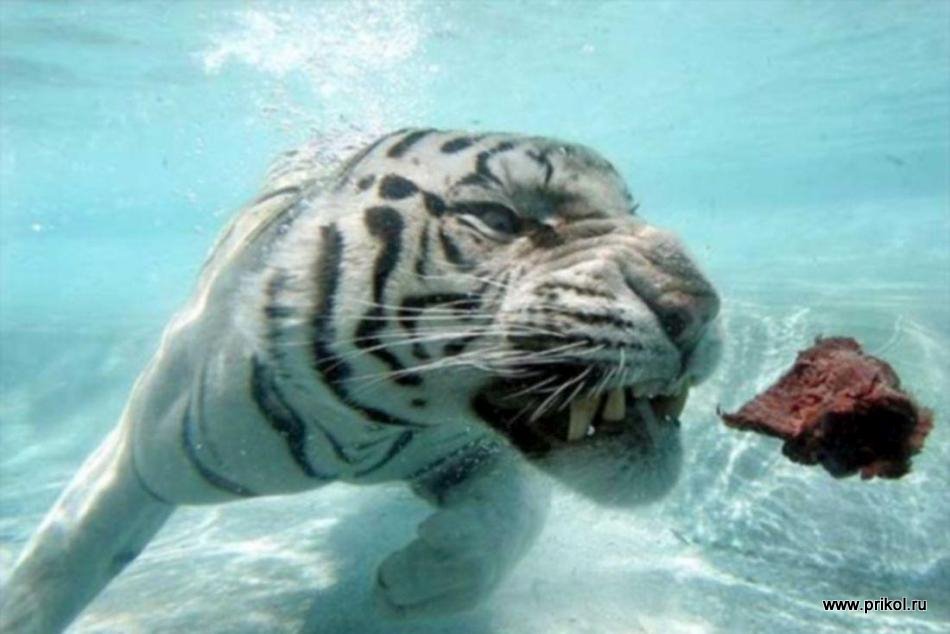 swimming-tigers-19