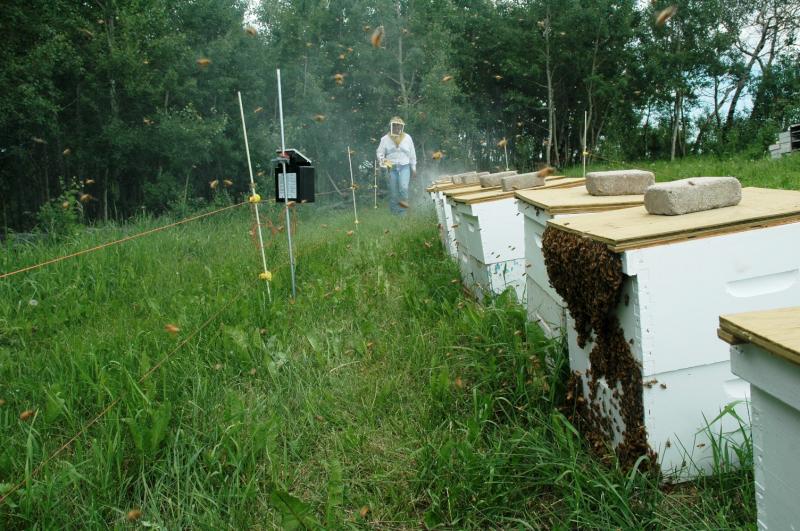 пасека пасека