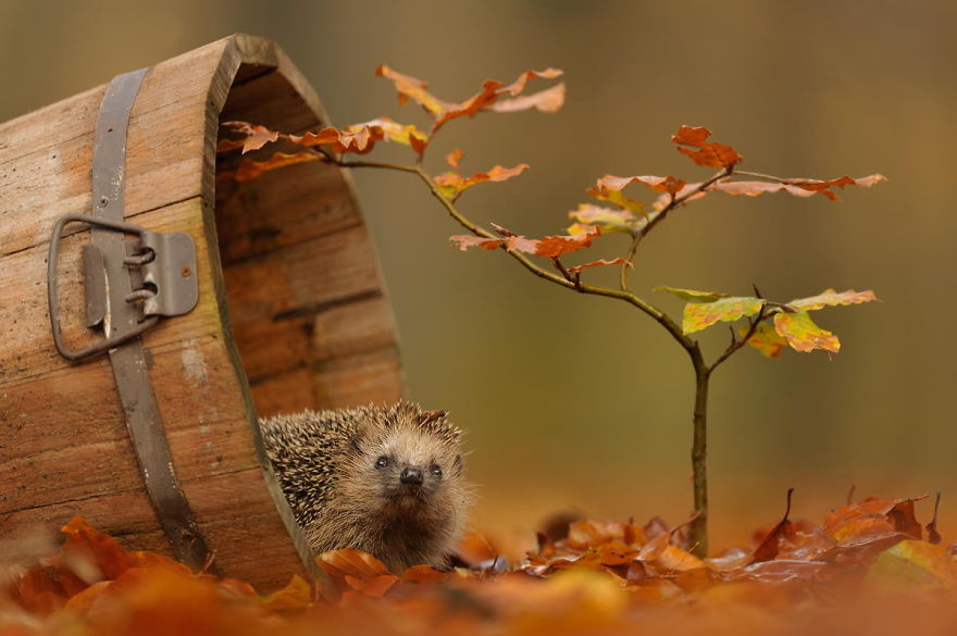 http://www.prikol.ru/wp-content/uploads/2015/10/autumn-animals-1__880.jpg